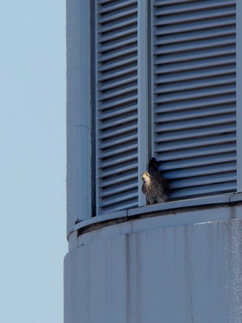 Common Kestrel Shin-yokohama Park Thu, 12/14/2023