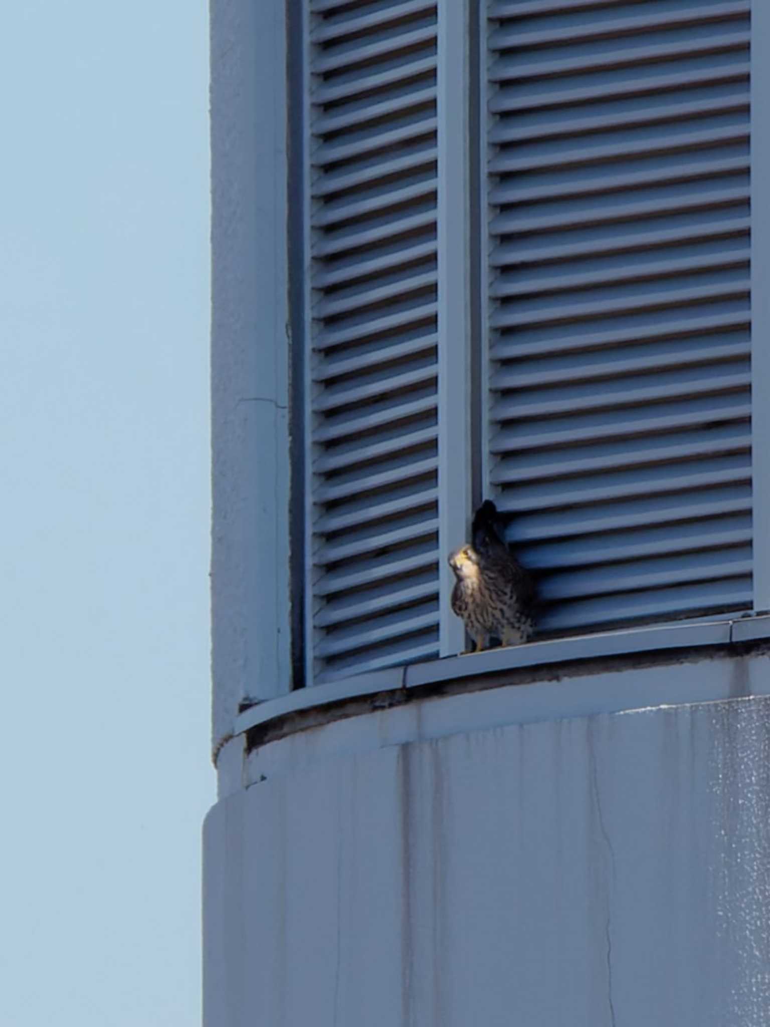 Photo of Common Kestrel at Shin-yokohama Park by 丁稚