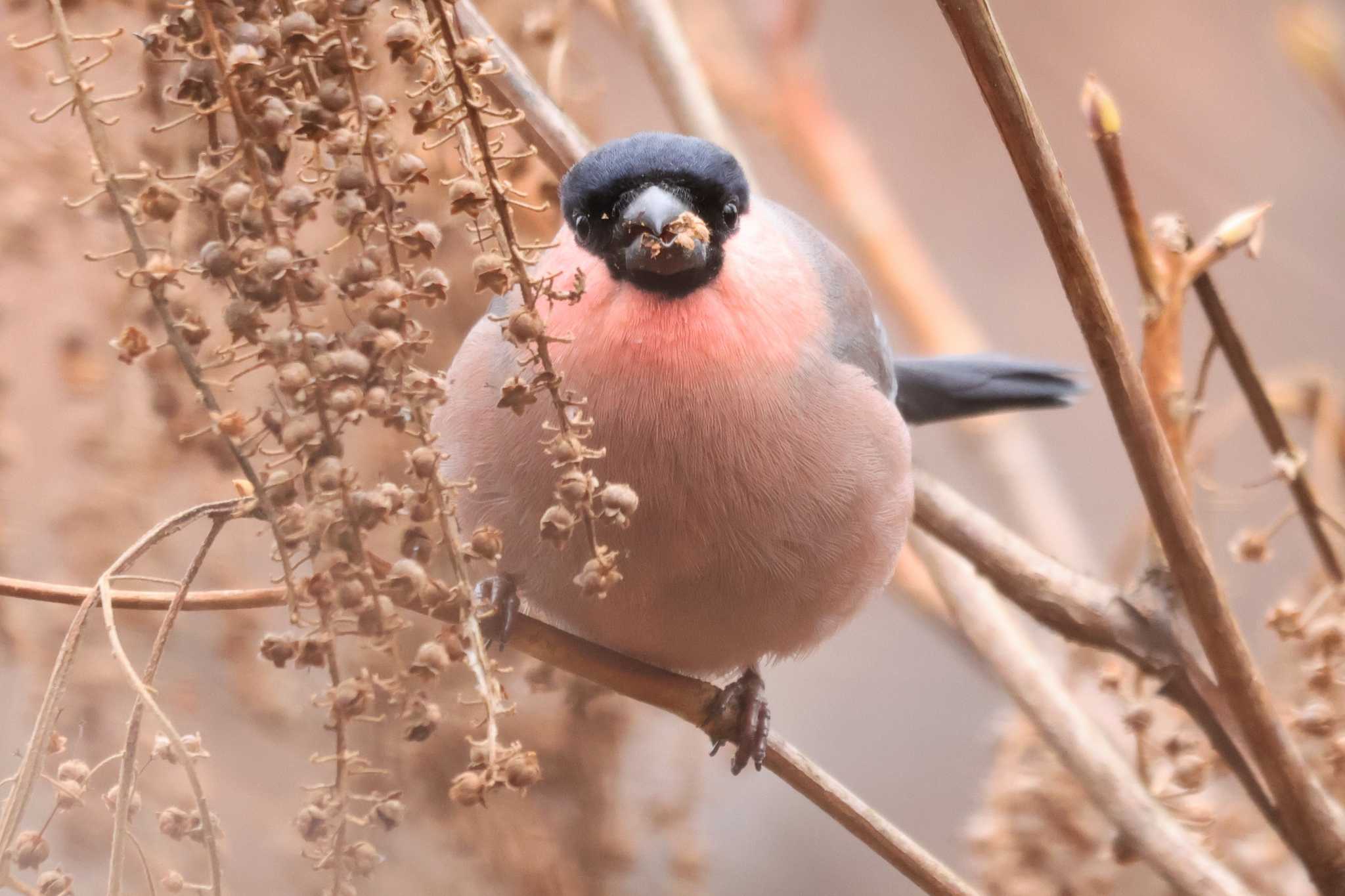 Eurasian Bullfinch(rosacea)