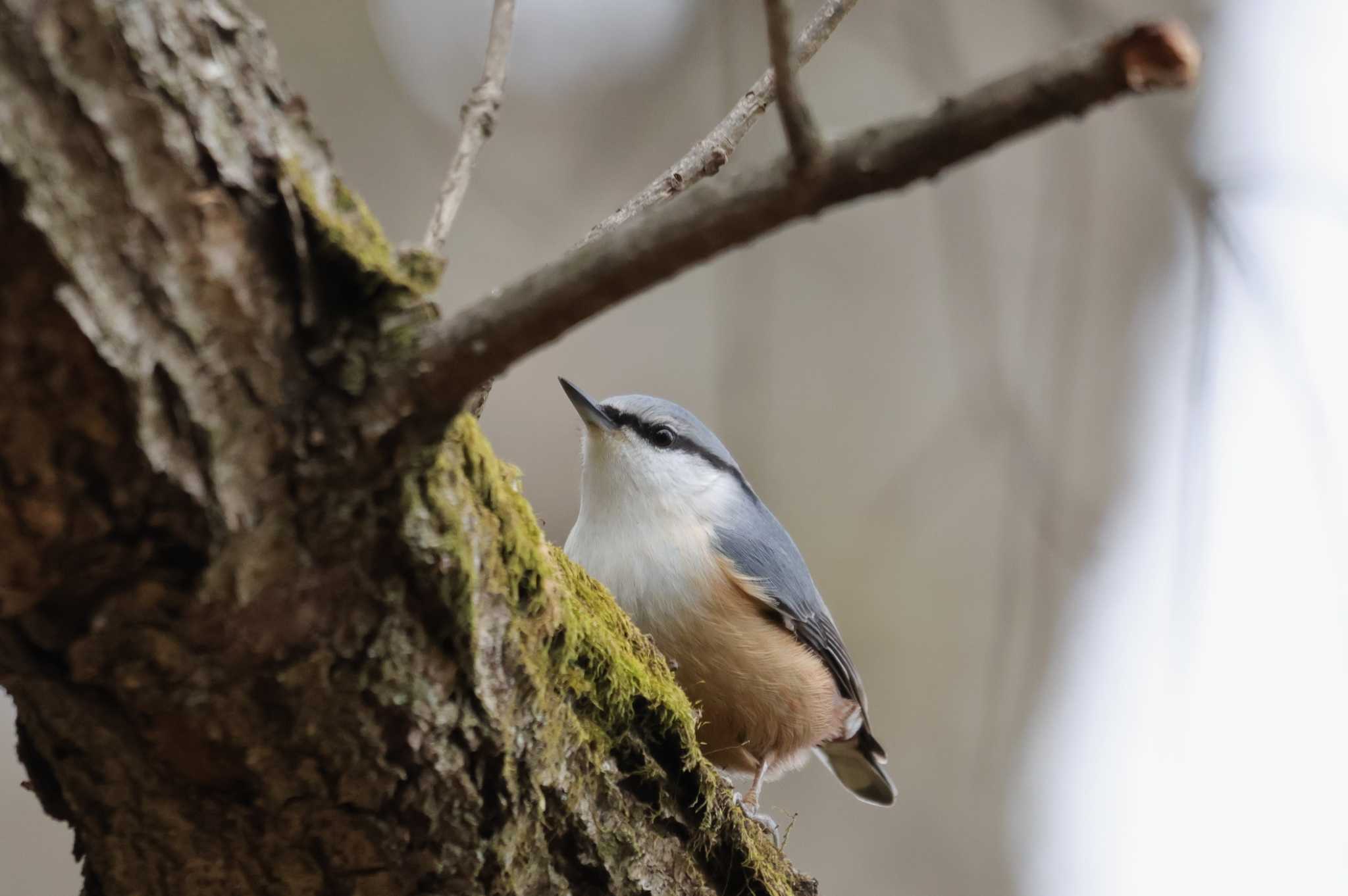 Eurasian Nuthatch