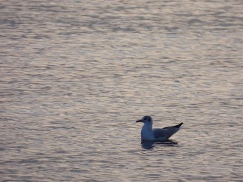 ユリカモメ 稲毛海浜公園 2023年12月6日(水)