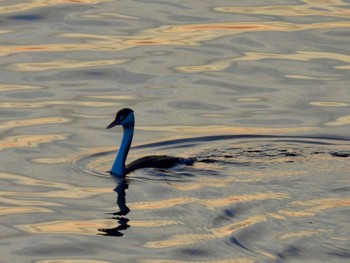 カンムリカイツブリ 稲毛海浜公園 2023年12月6日(水)