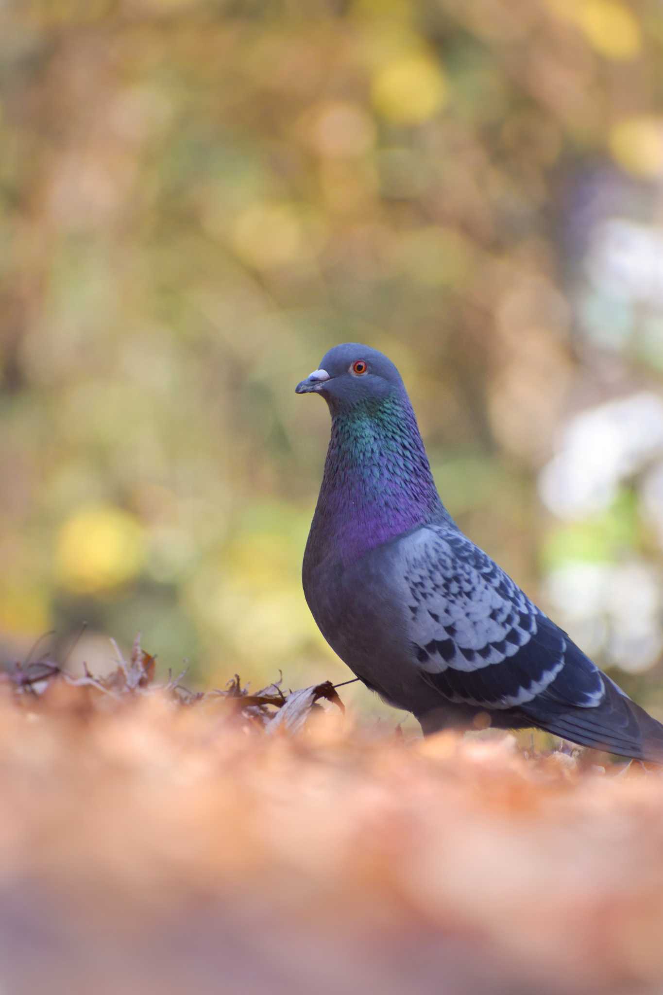 ＭＦ カワラバトの写真 by NM🐥📷