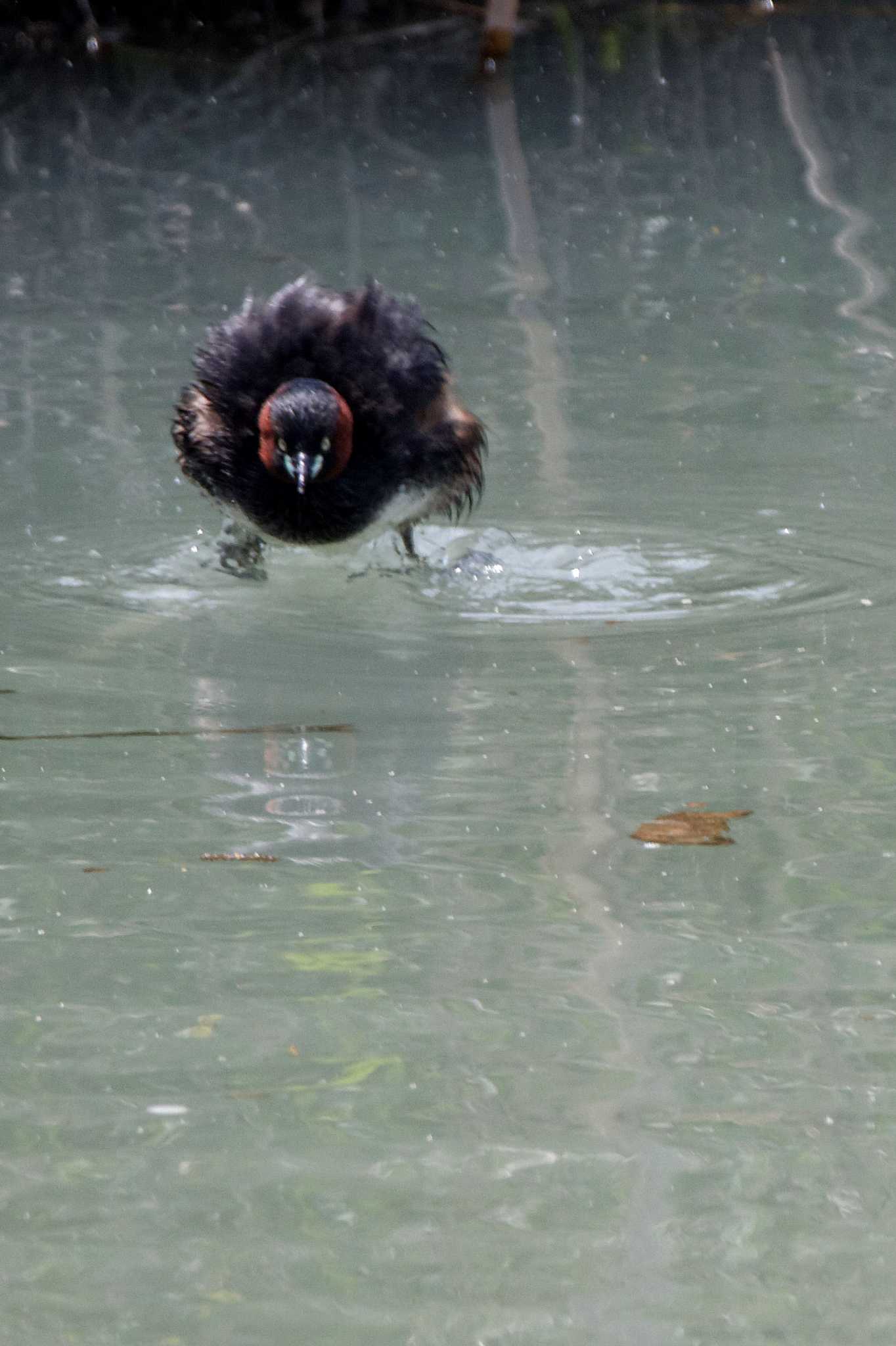 Little Grebe