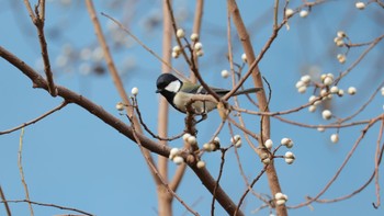 シジュウカラ 淀川河川公園 2023年12月16日(土)