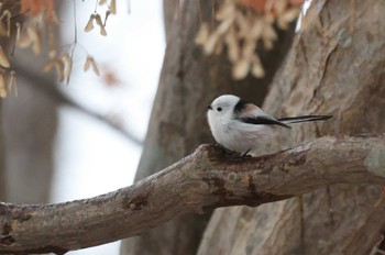 Long-tailed tit(japonicus) Miharashi Park(Hakodate) Sat, 12/16/2023