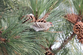 Common Redpoll 北海道　函館市　函館空港 Sat, 12/16/2023