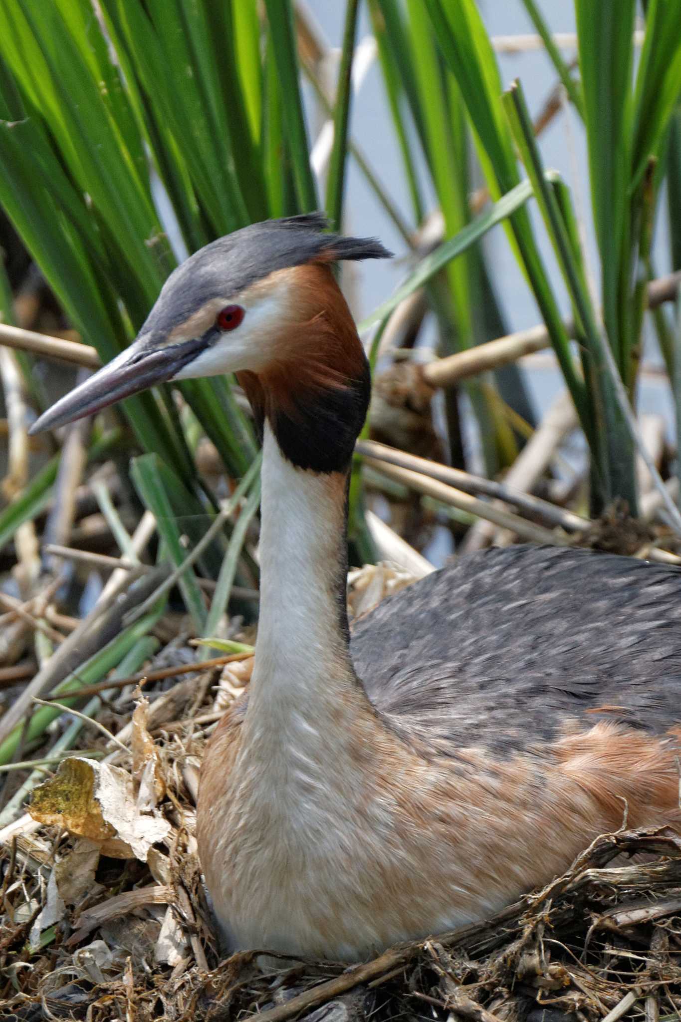 Great Crested Grebe