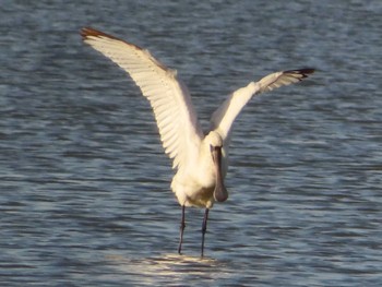 2023年12月8日(金) 伊佐沼の野鳥観察記録