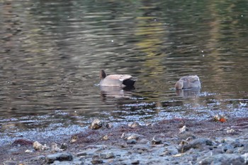 Gadwall Nagahama Park Fri, 12/8/2023