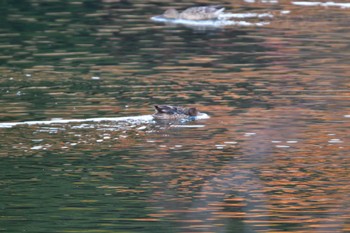 ヒドリガモ 長浜公園 2023年12月8日(金)