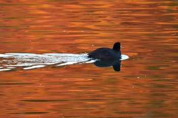 Eurasian Coot Nagahama Park Fri, 12/8/2023