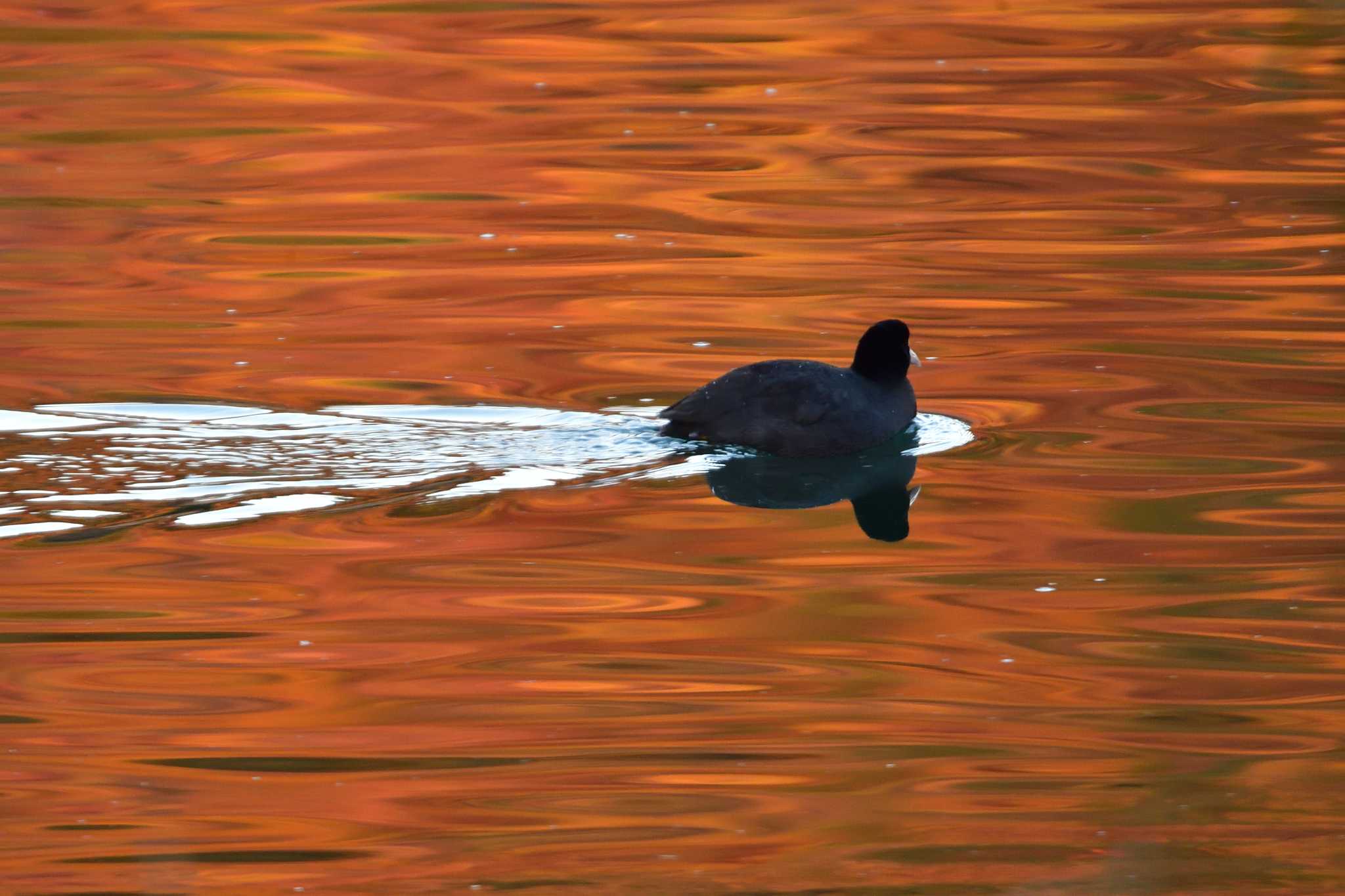 Photo of Eurasian Coot at Nagahama Park by やなさん