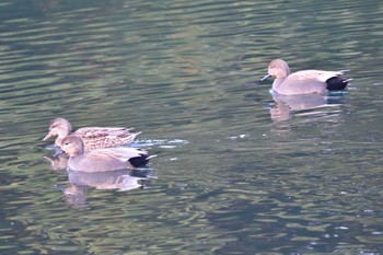 オカヨシガモ 長浜公園 2023年12月8日(金)