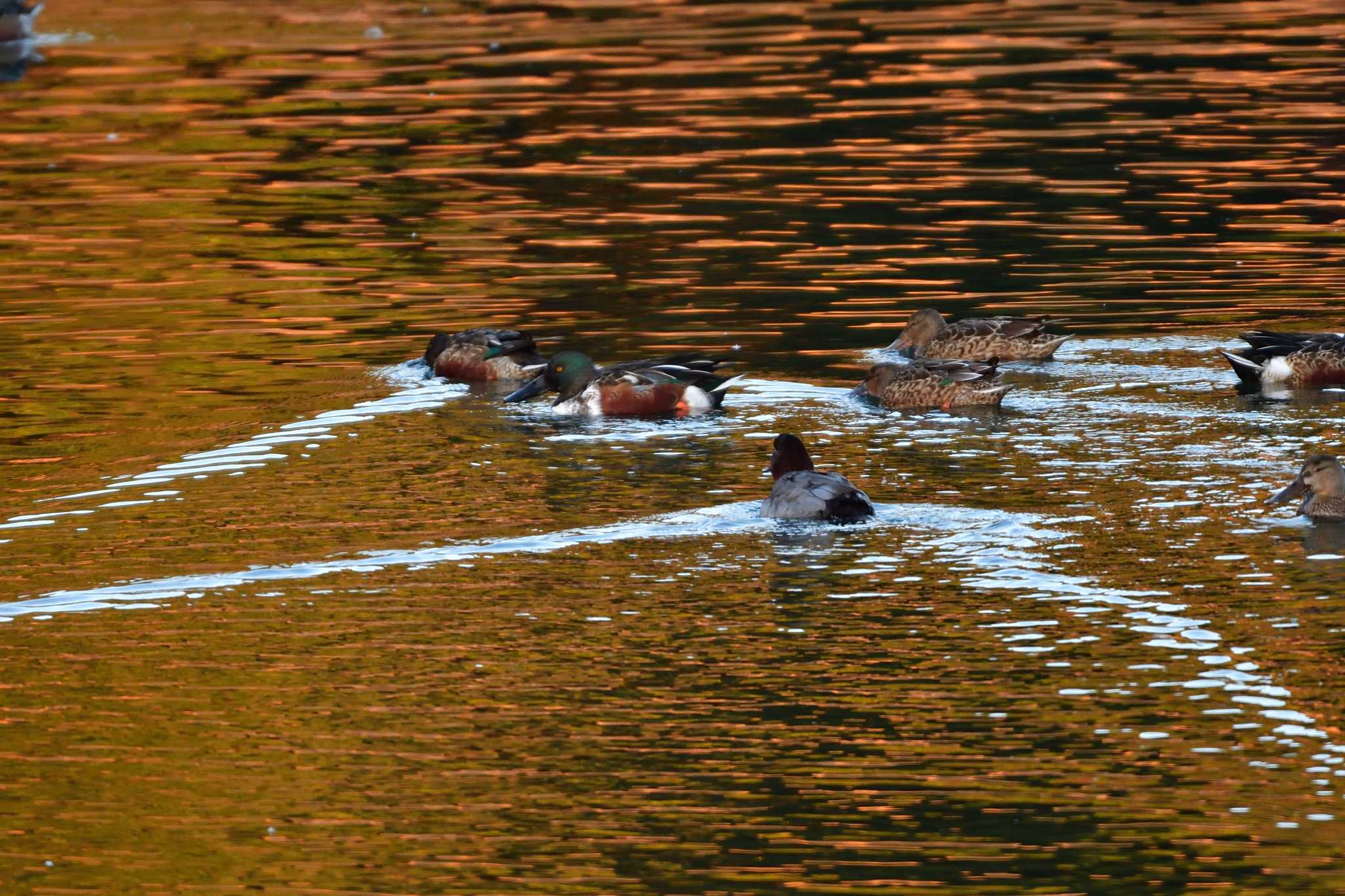 Photo of Northern Shoveler at Nagahama Park by やなさん