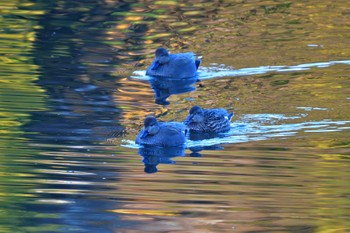 オカヨシガモ 長浜公園 2023年12月8日(金)