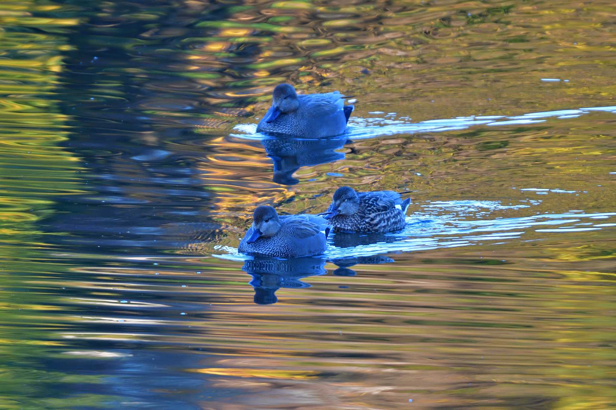 長浜公園 オカヨシガモの写真 by やなさん