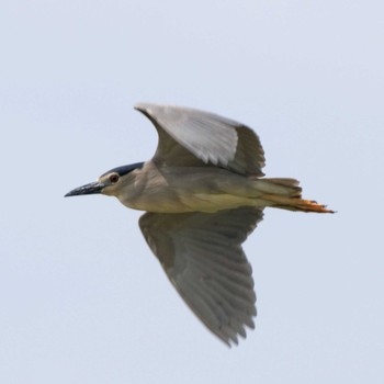 Black-crowned Night Heron 琵琶湖 Sun, 5/15/2016