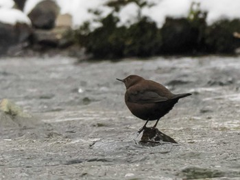 2023年12月16日(土) 左股川緑地(札幌市西区)の野鳥観察記録