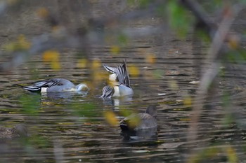 Northern Pintail Unknown Spots Fri, 12/8/2023