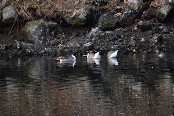 オナガガモ 長浜公園 2023年12月8日(金)