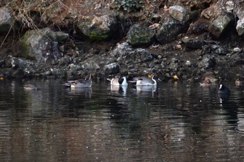 オナガガモ 長浜公園 2023年12月8日(金)