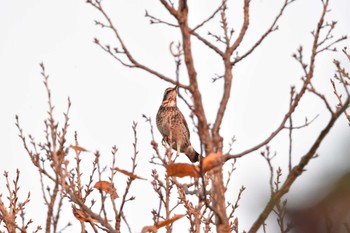 Dusky Thrush Nagahama Park Fri, 12/8/2023