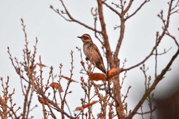 Dusky Thrush Nagahama Park Fri, 12/8/2023