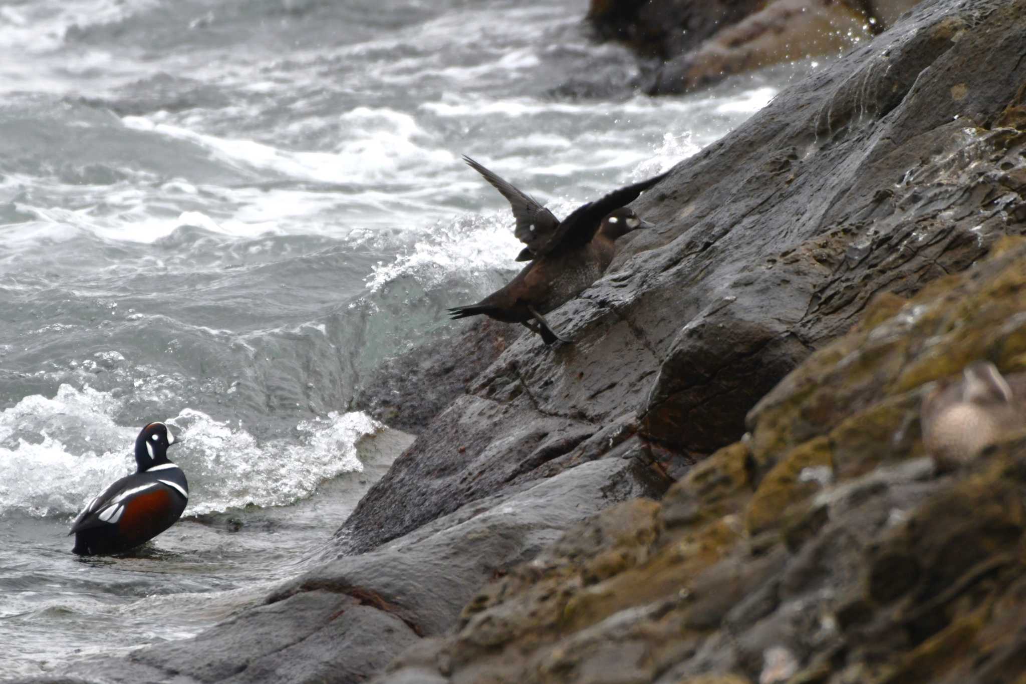 Photo of Harlequin Duck at 平磯海岸 by geto