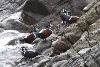 2023年12月6日(水) 平磯海岸の野鳥観察記録