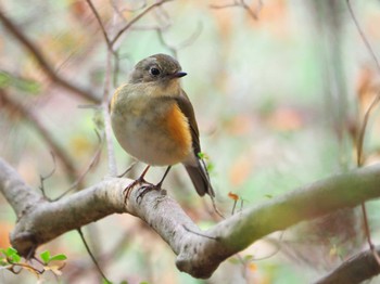 Red-flanked Bluetail Unknown Spots Sat, 12/16/2023