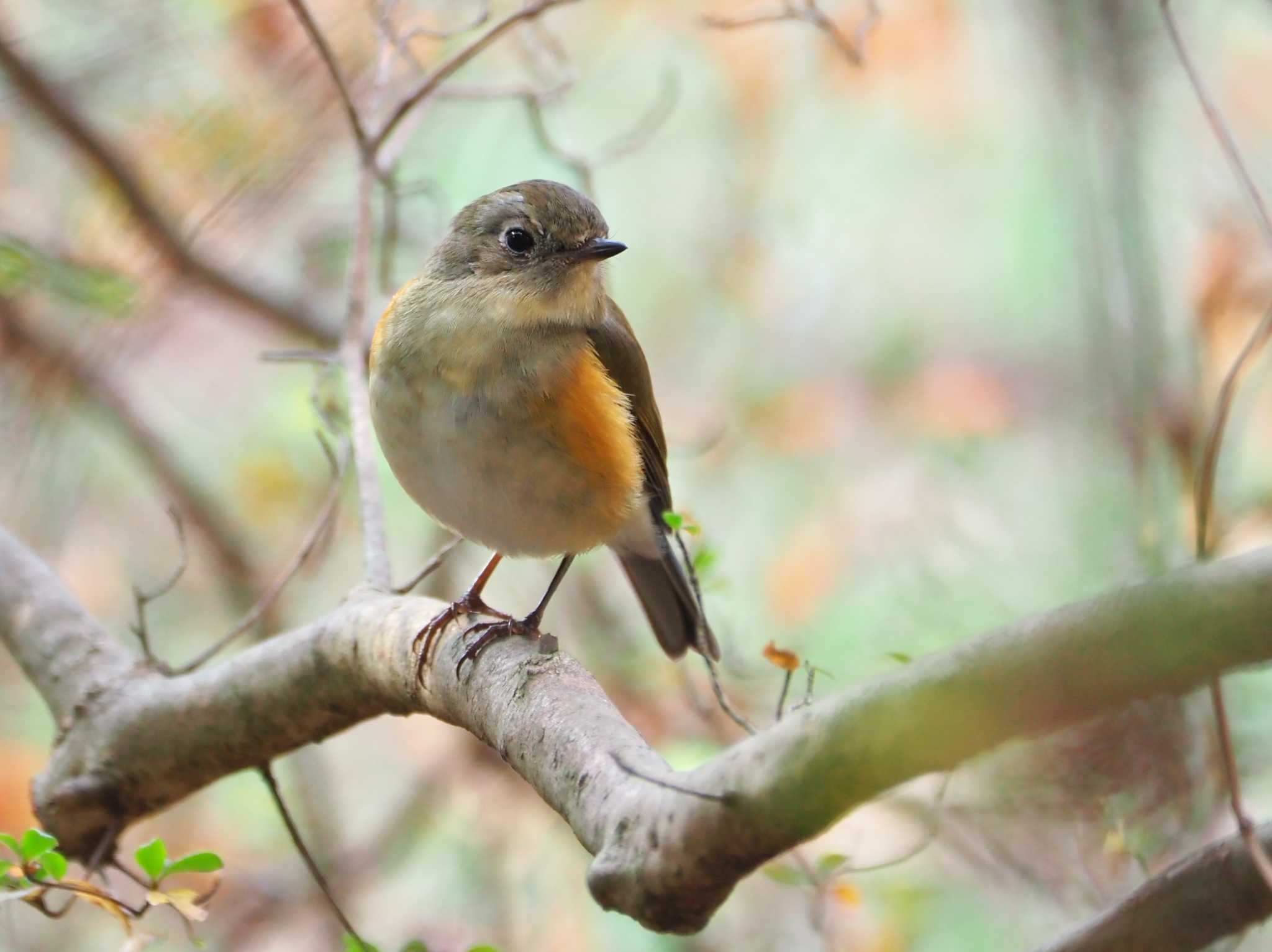 Photo of Red-flanked Bluetail at  by y-kuni