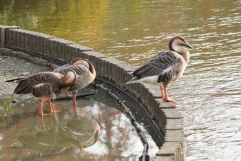 サカツラガン 大池親水公園 2023年12月16日(土)