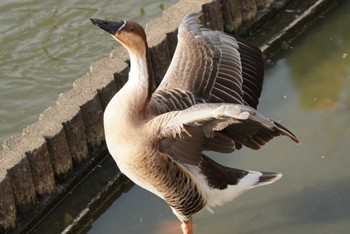 サカツラガン 大池親水公園 2023年12月16日(土)