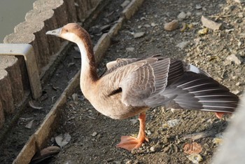 サカツラガン 大池親水公園 2023年12月16日(土)