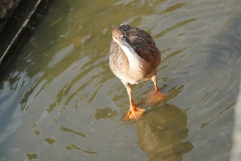 サカツラガン 大池親水公園 2023年12月16日(土)