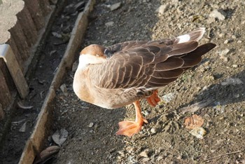 サカツラガン 大池親水公園 2023年12月16日(土)