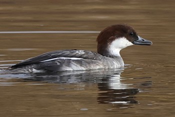 2023年12月16日(土) 新横浜公園の野鳥観察記録