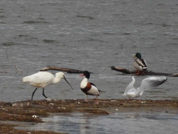 Common Shelduck 滋賀県守山市 Sat, 12/16/2023