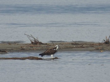 Osprey 滋賀県守山市 Sat, 12/16/2023