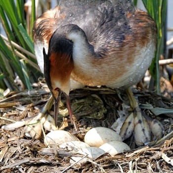 2016年5月21日(土) 琵琶湖の野鳥観察記録