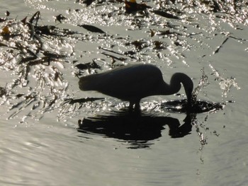 Sat, 12/16/2023 Birding report at 平和の森公園、妙正寺川