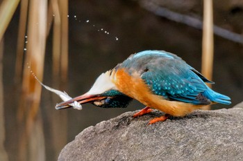 2023年12月16日(土) こども自然公園 (大池公園/横浜市)の野鳥観察記録