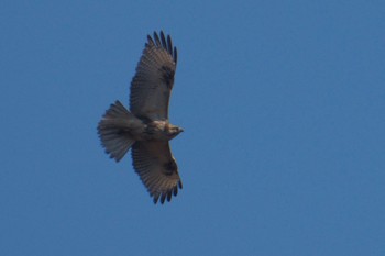 ノスリ 守谷野鳥の森 2023年12月10日(日)