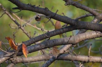 Varied Tit Imperial Palace Sat, 12/9/2023