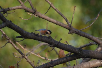 Varied Tit Imperial Palace Sat, 12/9/2023