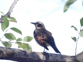 Dusky Thrush Koyaike Park Wed, 12/13/2023