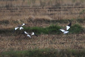 Grey-headed Lapwing 湖北湖岸 Fri, 12/15/2023