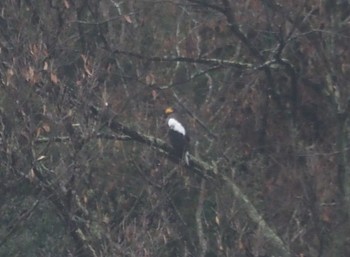 Steller's Sea Eagle 湖北湖岸 Fri, 12/15/2023