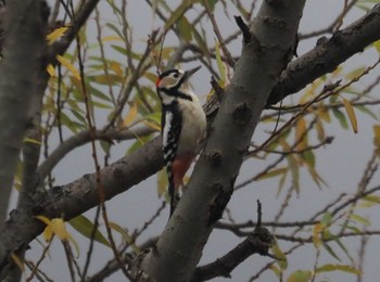 Great Spotted Woodpecker 湖北湖岸 Fri, 12/15/2023